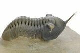 Morocconites Trilobite Fossil - Multi-Toned Shell Coloration #348369-1